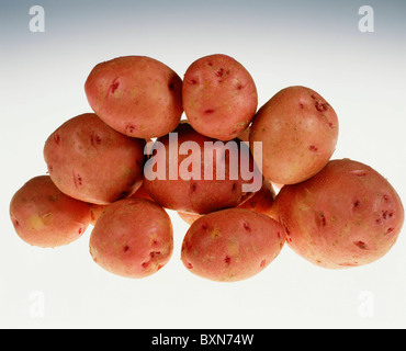 PONTIAC ROUGE POMMES DE TERRE (SOLANUM TUBEROSUM) BONNES POMMES DE TERRE BOUILLANTE ; tubercules solide avec une fine peau rouge / STUDIO Banque D'Images