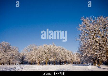Dans les arbres couverts de neige fraîchement matin temps dans park Banque D'Images
