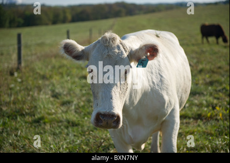 Les bovins en PA, Hookstown Banque D'Images