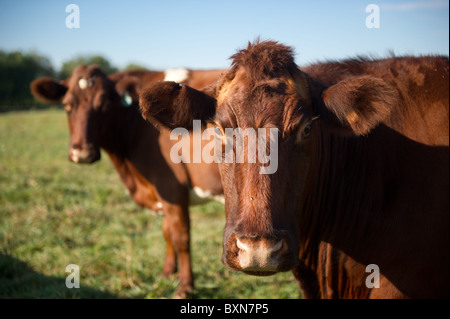 Les bovins en PA, Hookstown Banque D'Images