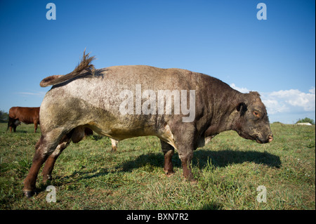 Les bovins en PA, Hookstown Banque D'Images