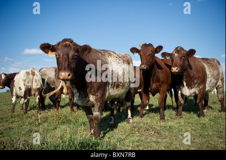 Les bovins en PA, Hookstown Banque D'Images