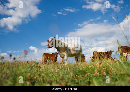 Les bovins en PA, Hookstown Banque D'Images