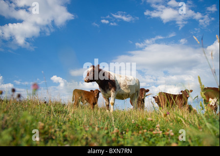 Les bovins en PA, Hookstown Banque D'Images