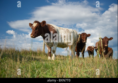 Les bovins en PA, Hookstown Banque D'Images