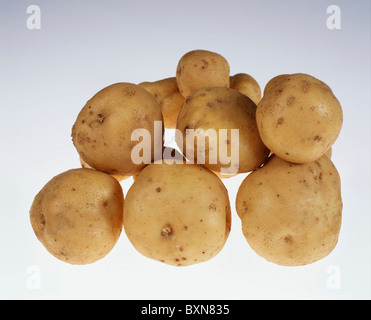 IRISH COBBLER POMME DE TERRE (SOLANUM TUBEROSUM) favori pour écrémer et la friture ; peau blanche lisse, facile à peler / STUDIO Banque D'Images