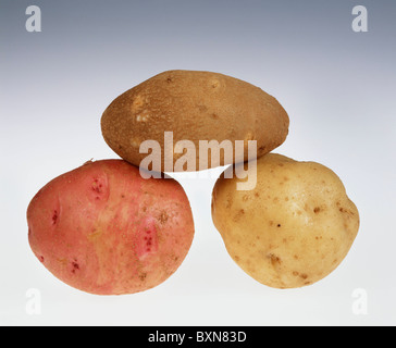 Pommes de terre (Solanum tuberosum) TOP - PONTIAC ROUGE DROITE - GAUCHE - NORGOLD RUSSET STUDIO Irish Cobbler Banque D'Images