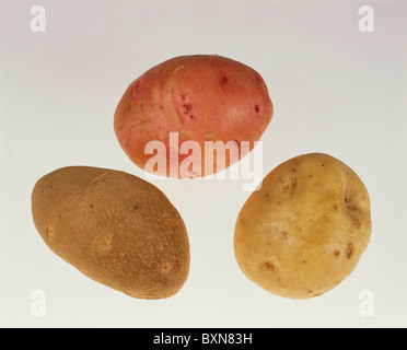 Pommes de terre (Solanum tuberosum) TOP - PONTIAC ROUGE DROITE - GAUCHE - NORGOLD RUSSET STUDIO Irish Cobbler Banque D'Images