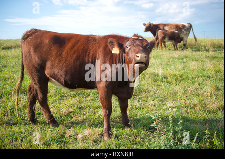 Les bovins en PA, Hookstown Banque D'Images