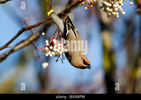 Jaseur boréal Bombycilla garrulus, seul, nourrir les oiseaux sur rowan berries, Midlands, Décembre 2010 Banque D'Images