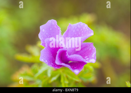 Alyogyne Huegelii malvaceae gem de la côte ouest Banque D'Images