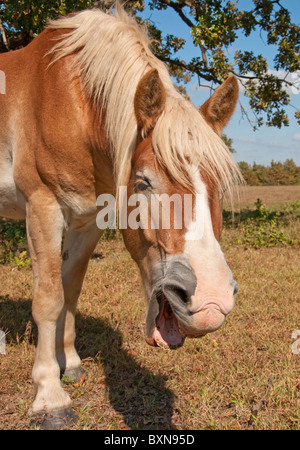 Close up image d'un cheval de trait belge bâillement Banque D'Images