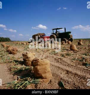 Les travailleurs de la récolte de l'OIGNON DANS LA ZONE REMPLIE DE CHARGEMENT SACS D'OIGNONS SUR LIT DE CAMION VIDALIA, GÉORGIE Banque D'Images