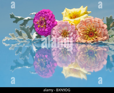 Les zinnias rose et une rose en différentes couleurs sur fond de ciel bleu avec réflexion Banque D'Images