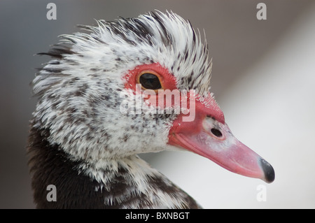 Portrait d'une femelle de canard de Barbarie (Cairina moschata) Banque D'Images