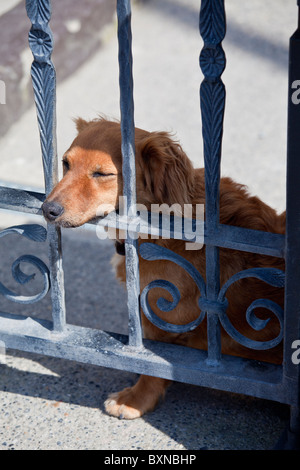 Friendly chien de protection, un mignon teckel, repose sur l'entrée de Ballyhack, comté de Wexford , Irlande du Sud Banque D'Images