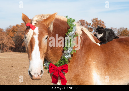 Close up image d'un grand cheval de trait belge portant une couronne de Noël autour de son cou, avec sa petite kitty cat ami équitation Banque D'Images