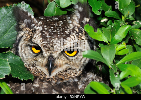 Spotted Eagle d'Amérique, Bubo africanus, Western Cape, Afrique du Sud Banque D'Images