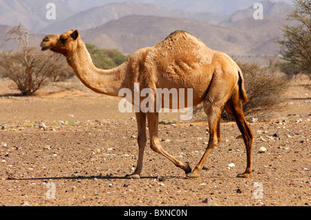 Semi-sauvages Dromadaire (Camelus dromedarius) ou chameau d'Arabie, dans l'habitat naturel d'une zone semi-désertique, Sultanat d'Oman Banque D'Images