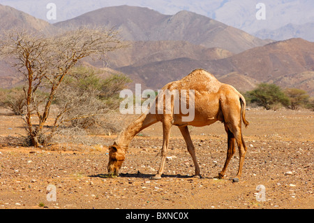 Semi-sauvages Dromadaire (Camelus dromedarius) ou chameau d'Arabie, de nourriture dans une zone semi-désertique, Sultanat d'Oman Banque D'Images