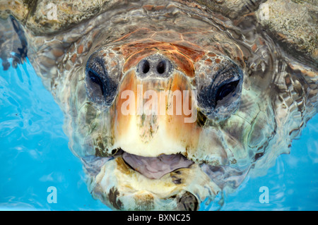 Tortue verte, Chelonia mydas, Projeto Tamar, Florianopolis, Santa Catarina, Brésil Banque D'Images