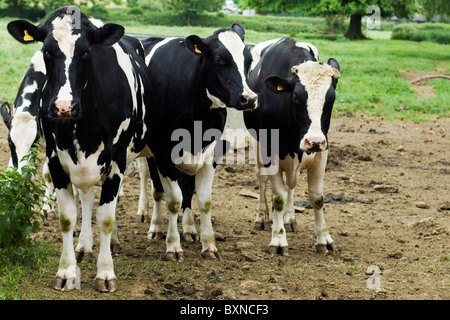 Les vaches britanniques dans un champ Banque D'Images