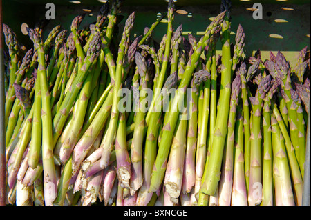 Asperges fraîches juste pris dans un champ d'asperges Banque D'Images