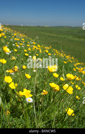 Meadow (Ranunculus acris) floraison sur sea wall, Marais d'Elmley NNR, à l'île de Sheppey, Kent. Banque D'Images