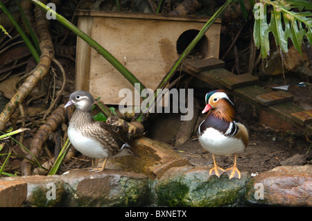 Le Canard Mandarin Aix galericulata monde des oiseaux en captivité en Afrique du Sud, Cape Town Banque D'Images