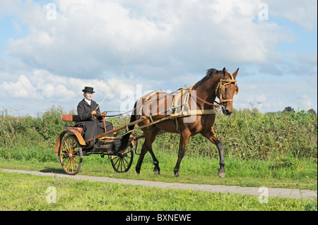 Dessin cheval Standardbred américain a fait un concert en 1920 à Milan Banque D'Images