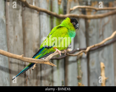 Conure Nanday Nandayus nenday Black-Headed monde des oiseaux en captivité en Afrique du Sud, Cape Town Banque D'Images