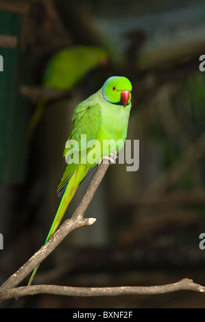 Perruche à collier indien Psittacula krameri manillensis monde des oiseaux en captivité en Afrique du Sud, Cape Town Banque D'Images