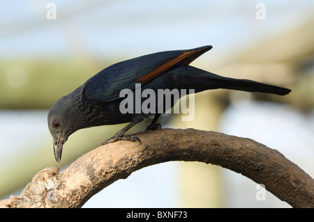 Red-Winged Starling (Onychognathus morio), monde des oiseaux, Le Cap, Afrique du Sud Banque D'Images