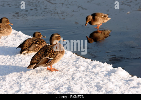 Canards sur une rivière gelée Banque D'Images