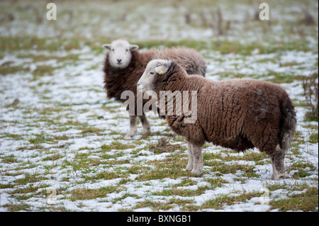 Moutons Herdwick champ couvert de neige dans le Norfolk. Banque D'Images