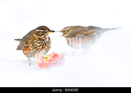 Se nourrissant de carouges pommes dans la neige Banque D'Images