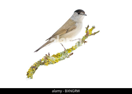 Blackcap mâle percher sur les couverts de lichen,direction sur fond blanc Banque D'Images