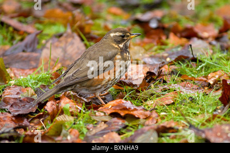 Redwing(turdus iliacus) dans un jardin pendant l'hiver,Ireland Banque D'Images