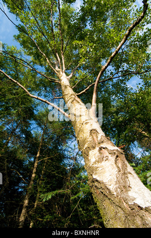 Silver Birch Tree, Betula pendula. Lake District, UK Banque D'Images