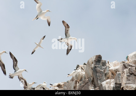 Fou de Bassan Morus bassanus Bass Rock Banque D'Images