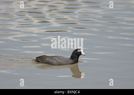 Foulque d'Amérique (Fulica americana) dans un lac au Mexique Banque D'Images