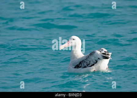 Albatros (Diomedea exulans exulans). Kaikoura, Nouvelle-Zélande Banque D'Images
