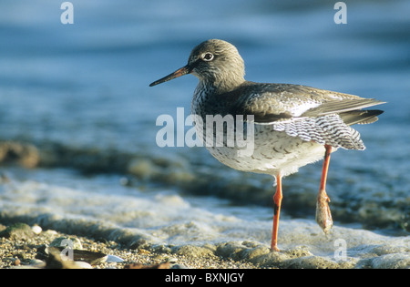 Chevalier Gambette (Tringa totanus). Des profils debout sur une rive, tandis que l'étirement Banque D'Images