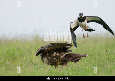 Western busard des roseaux (Circus aeruginosus). Mâle adulte, d'être agressé par un sociable (Vanellus vanellus) Banque D'Images