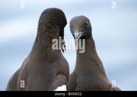 Le guillemot à miroir (Cepphus grylle) Banque D'Images