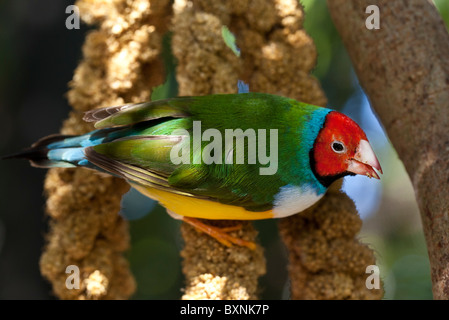 Lady Gouldian Finch colorées perchées dans un arbre Banque D'Images