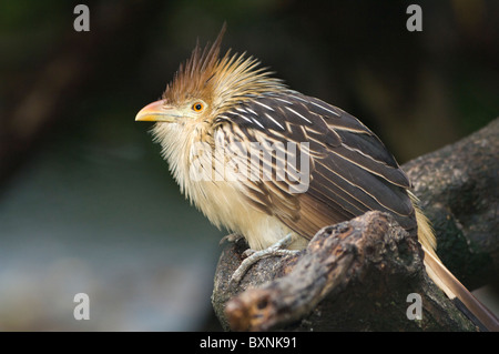 Guira guira Guira Cuckoo monde des oiseaux en captivité de l'Afrique du Sud Cape Town Banque D'Images