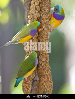 Lady Gouldian Finch colorées perchées dans un arbre Banque D'Images
