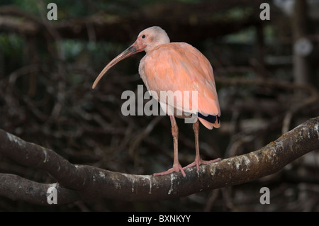 Ibis rouge Eudocimus ruber monde des oiseaux en captivité en Afrique du Sud, Cape Town Banque D'Images