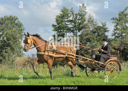 Dessin cheval Standardbred américain a fait un concert en 1920 à Milan Banque D'Images